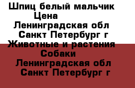 Шпиц белый мальчик › Цена ­ 20 000 - Ленинградская обл., Санкт-Петербург г. Животные и растения » Собаки   . Ленинградская обл.,Санкт-Петербург г.